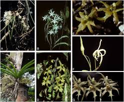 Image result for Rangaeris