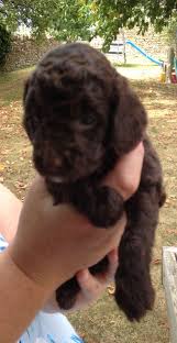Search by desired gender, age, and more at puppyspot.com. Lagotto Romagnolo Puppies Ohio Bmo Show