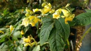 Image result for Impatiens gomphophylla