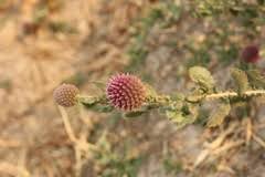 Image result for Sphaeranthus peduncularis