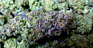 Weed wallpapers free by zedge. Marijuana Weed 420 Drugs Wallpapers Hd Desktop And Mobile Backgrounds
