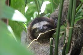 Some animals can hold their breath up to 90 minutes, while others don't even need lungs to breathe! Sloth Fun The Sloth Conservation Foundation