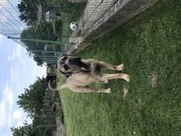 Puppy Growth Chart Duke Cane Corso Male