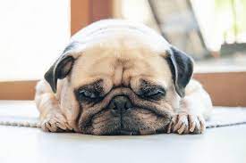 Dealing With Leaving My Crying Dog For The Day Pupford