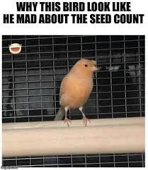 Canary In The White House Memes