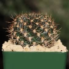 Image result for Tricalysia schliebenii