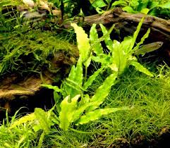 クリプトコリネ ウェンティー グリーン ブラウンの育て方 光 照明 水質 砂 Co2 す さんの釣行記 釣り情報 時々aqua