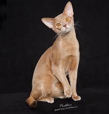Find abyssinian in canada | visit kijiji classifieds to buy, sell, or trade almost anything! Fawn Abyssinians Rock The Psychic Realm Katzen