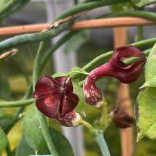 Image result for Ceropegia simplex