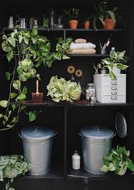 Image result for Flower Pothos Queen Marble