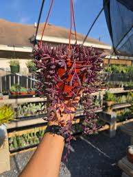 Image result for Orbea knobelii