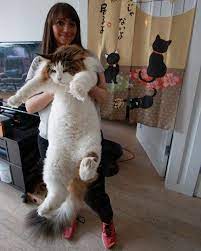 大きな猫メインクーン17 メインクーン 猫 メインクーン 大きい猫