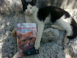 Sokak Kedisi Pamuk Ve Kitap Sevgisi Kedi Kopek Kedi Kopek