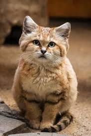 The Sand Cat Felis Margarita Also Known As The Sand Dune Cat Is The Only Felid Found Primarily In True Desert And Has A Katzen Wilde Katzen Wilde Tiere