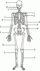 The radius is the bone which is present laterally, which means when your palm is facing upwards, it is away from i'm not sure of what you mean by bone diagram. Diagram Ear Bones Diagram Worksheet Full Version Hd Quality Diagram Worksheet Dbwiringx Centotrecento It