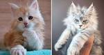 Maine Ideal Kittens For Sale | Megacoon Cattery Cat Sales ...