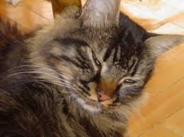 Tekir Kedi Surmeli