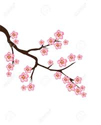 Große auswahl an w cherry blossoms. Vector Illustration Of Cherry Blossom Branch Royalty Free Cliparts Vectors And Stock Illustration Image 62358950