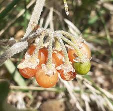 Image result for Solanum villosum