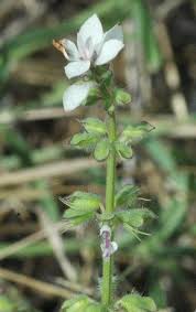Image result for Syncolostemon oritrephes