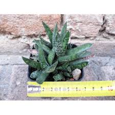 Image result for Emilia caespitosa