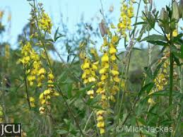 Image result for Crotalaria barkae