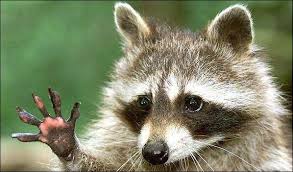 وصل حديثاً لوحة راكون صغير. Ø£Ø³Ø§Ù…Ù‡ Ø§Ù„Ø¨ÙŠØ­Ø§Ù†ÙŠ No Twitter Ø­ÙŠÙˆØ§Ù† Ø§Ù„Ø±Ø§ÙƒÙˆÙ† Ø·Ø¹Ù…ÙˆÙˆÙˆÙ† Ùˆ Ø¬Ù…ÙŠÙ„ Ø²ÙŠ Ø§Ù„Ù„ÙŠ ÙƒØ§Ù† ÙŠØ¬ÙŠ Ù…Ø¹ Ø¨ÙˆÙƒØ§Ù‡Ø§Ù†ØªØ³ Ù†ÙØ³ÙŠ Ø£Ø´ØªØ±ÙŠÙ‡ Milad7elm ÙƒØ¯Ù‡ ÙƒÙˆÙŠØ³ÙŠÙ† Http T Co Lkddn8fpdm