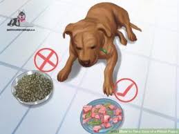 The best dog food for american pitbull terriers: How Feed Puppylove Puppy Pitbull Puppy Best Dog Food Pitbulls