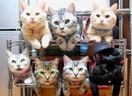 Beberapa penafsir mimpi meyakini bahwa mimpi dikejar kucing terbagi dua, yaitu kucing putih atau kucing hitam. Apa Impian Berbicara Dengan Kucing Itu Memimpikan Kucing Mimpi Kucing Kotor