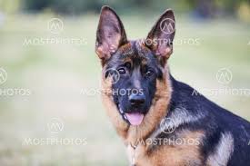 These playful, lovable german shepherd puppies grow into a powerful, intelligent, & protective dog breed. Female Purebred German Shep By User 99740 Mostphotos