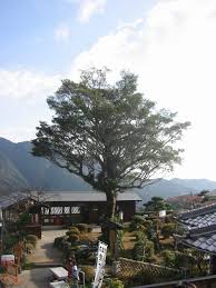 Image result for Pentaphylacaceae