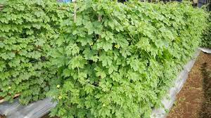 See more ideas about ampalaya, recipes, pinoy food. Various Trellis Type For Ampalaya Bitter Gourd In Chirebon Indonesia Youtube