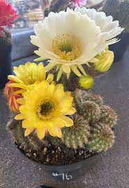 Image result for Commicarpus grandiflorus