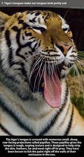 Animals Thechive Tiger Facts Interesting Animals Animals