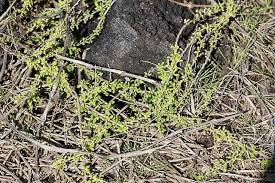 Image result for Lycium mascarenense