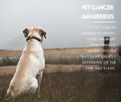 Maybe you would like to learn more about one of these? Cranberry Holistic Pet Care Home Facebook