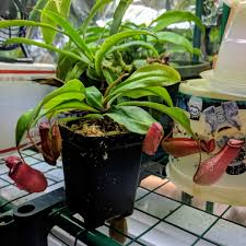 A great example for an hybrid growing faster that it's parents. Nepenthes Ventricosa X Ampullaria Lady Luck Pitcher Plant Lady Luck In Gardentags Plant Encyclopedia