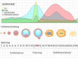 Wann kann man schwanger werden? Fruchtbare Tage Erkennen Wann Genau Ist Eigentlich Der Eisprung