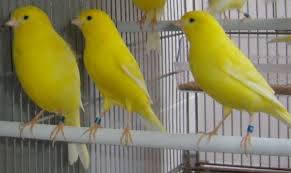 Canary bird for sale near me. Canaries Birds For Sale