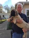 Mastiff For Sale in Michigan - Hoobly Classifieds