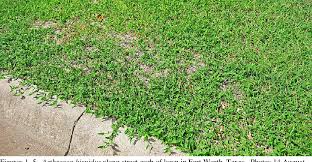 Image result for Arthraxon lancifolius