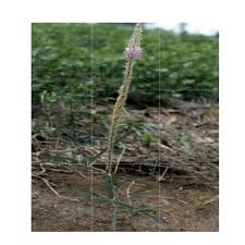 Image result for Uraria picta