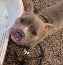 Pitbull health and longevity tips and experiences