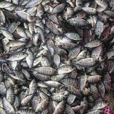 1 Lengkap Ini Cara Budidaya Ikan Nila 2019 Ikan Kolam Ikan Tilapia
