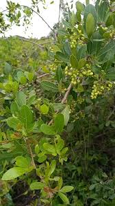 Image result for Aspilia natalensis