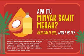 Begini proses pengolahan buah kelapa sawit hingga menjadi minyak #prosespengolahankelapasawit. Kebaikan Minyak Kelapa Sawit Merah Red Palm Oil Islam Itu Indah