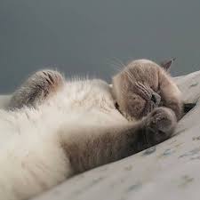 Herkese Allah Rahatlik Versin Iyigeceler Mia Kizim Kedi Cat Cats Ask Yanimdakidost Kedim With Images Animals Cats Breeds