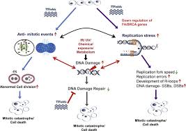 Maybe you would like to learn more about one of these? Tumor Treating Fields Cause Replication Stress And Interfere With Dna Replication Fork Maintenance Implications For Cancer Therapy Sciencedirect