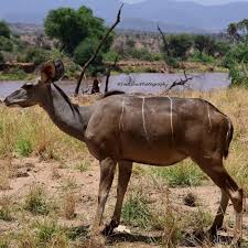 Image result for Crassocephalum montuosum