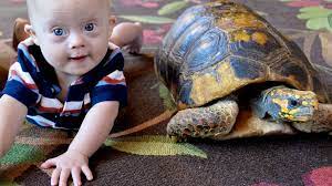 Jan 01, 2020 · 2020 public holidays international service. Baby Noah Wants To Win The Turtle Race